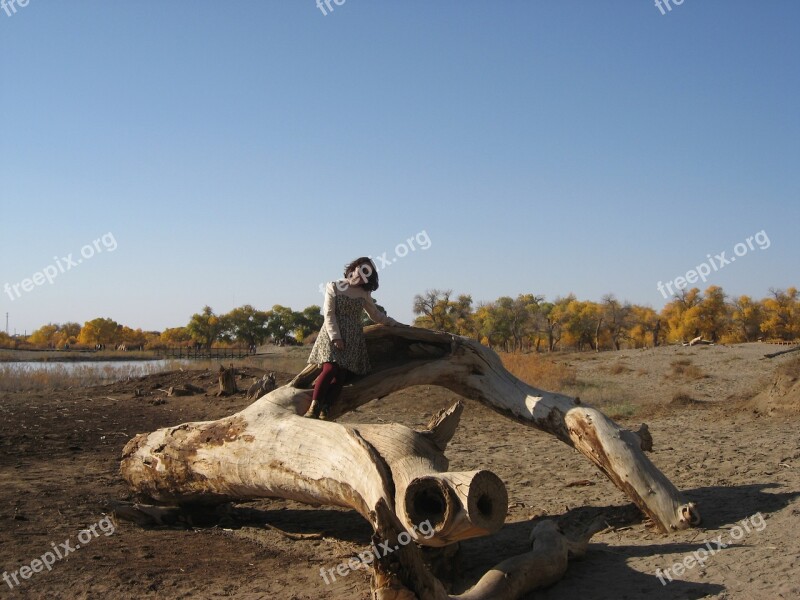 Gobi Populus Ejina Free Photos