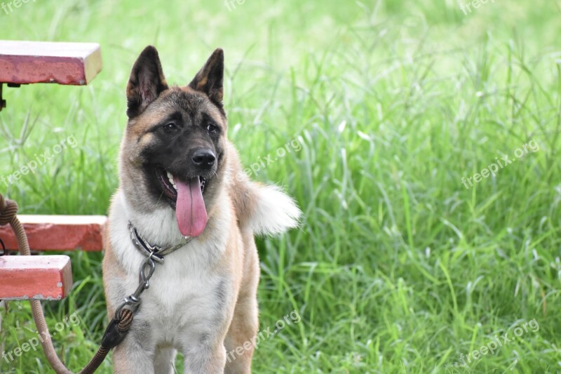 German Shepherd Dog Canine Faithful Joyful