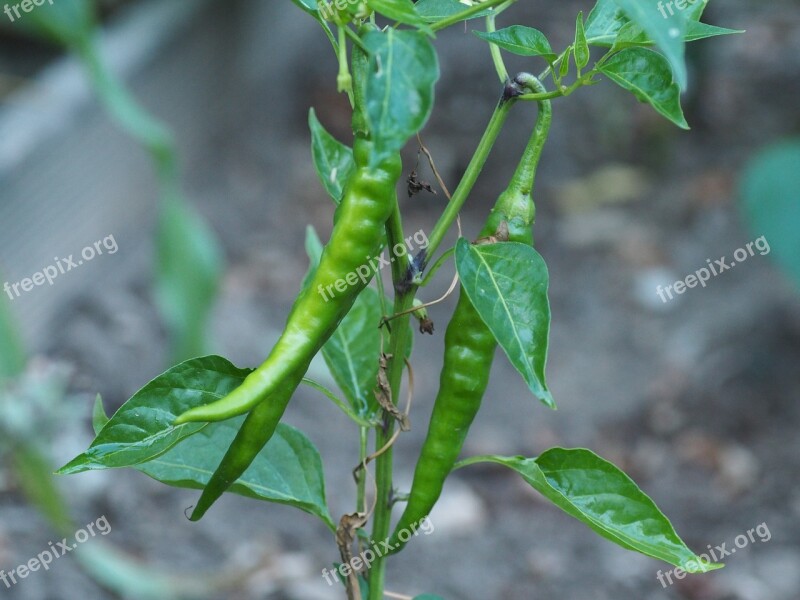 Pepper Vegetables Garden Sharp Pods