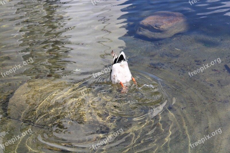 Duck Diving Bird Animal World Nature