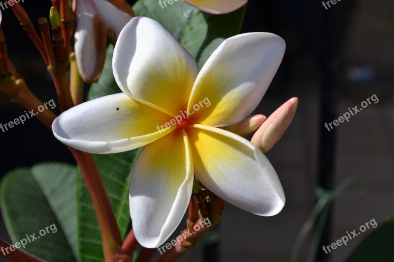 Frangipani Flower Plants Free Photos