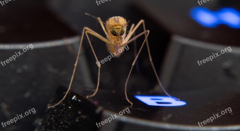 Mosquito Keyboard Insect Macro Sting