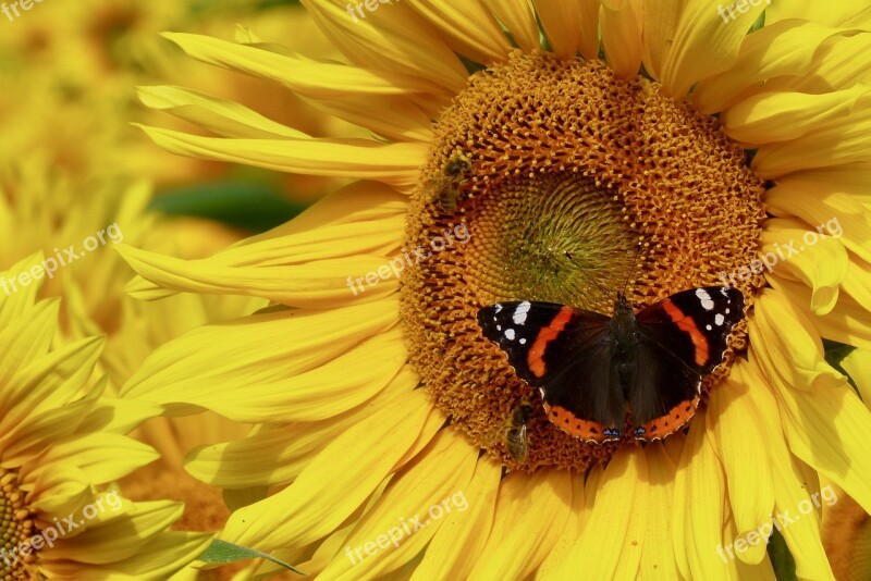 Admiral Butterfly Sunflower Free Photos