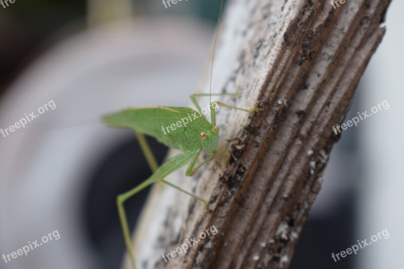 Green Grasshopper Insect Close Up Free Photos