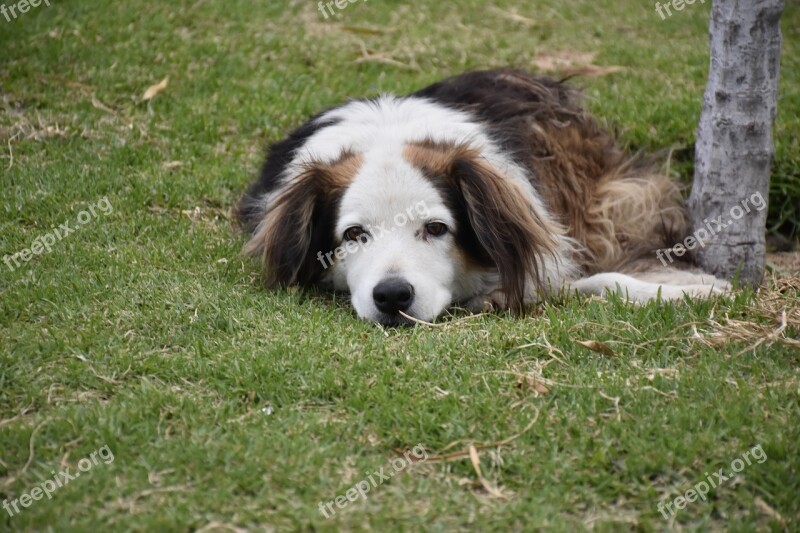 Stray Dog Brown With White Very Old Park Free Photos