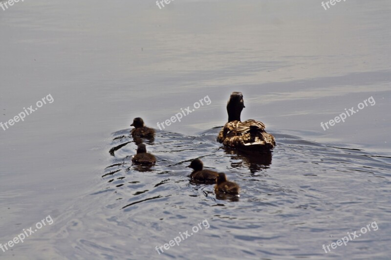 Duck Family More Walk In The Park Hamburgensien Hamburg