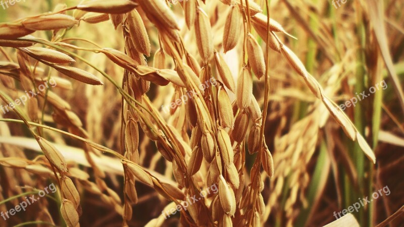 Rice Paddy Cultivation Food Farming