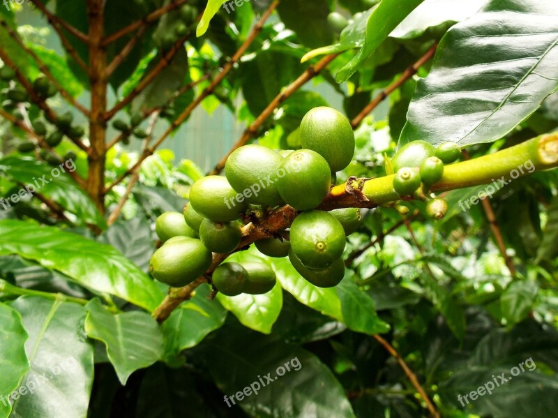 Coffee Coffee Beans Beans Coffee Plant Plant