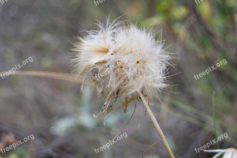 Grinder Plant Wildlife Soft Plant Nature