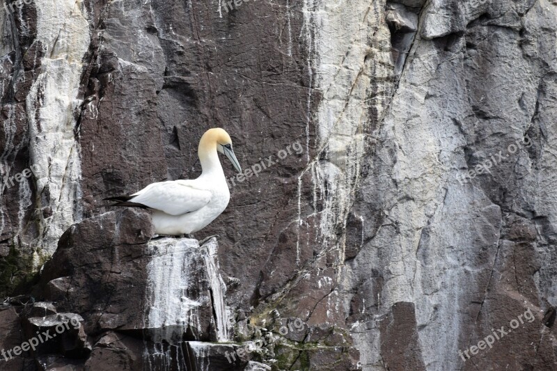 Gannet Seabird Colony Ocean Bird Droppings