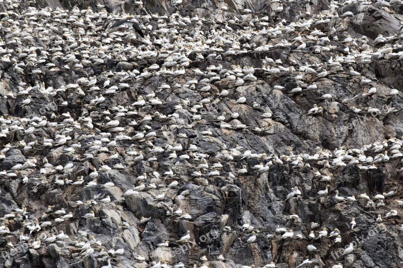 Bass Rock Gannets Seabird Colony Bird