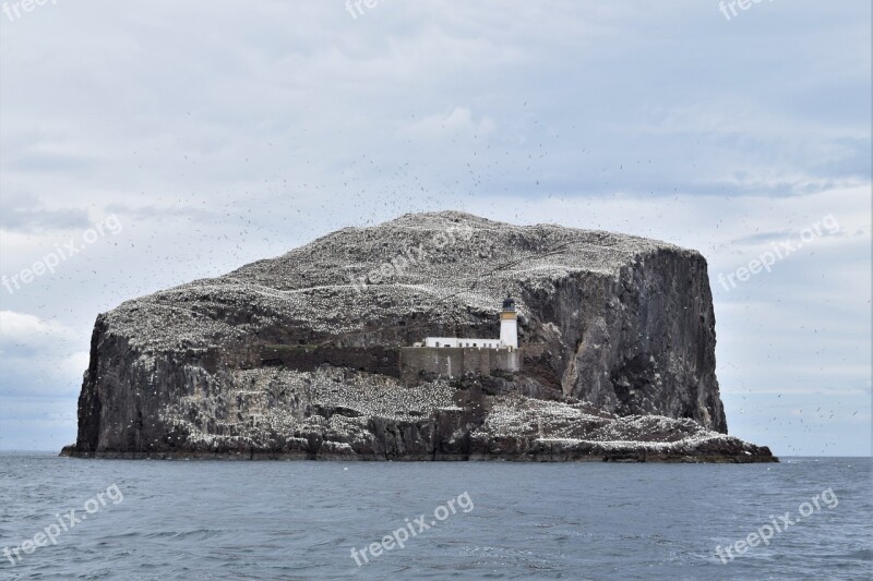 Bass Rock Gannets Seabird Colony Bird