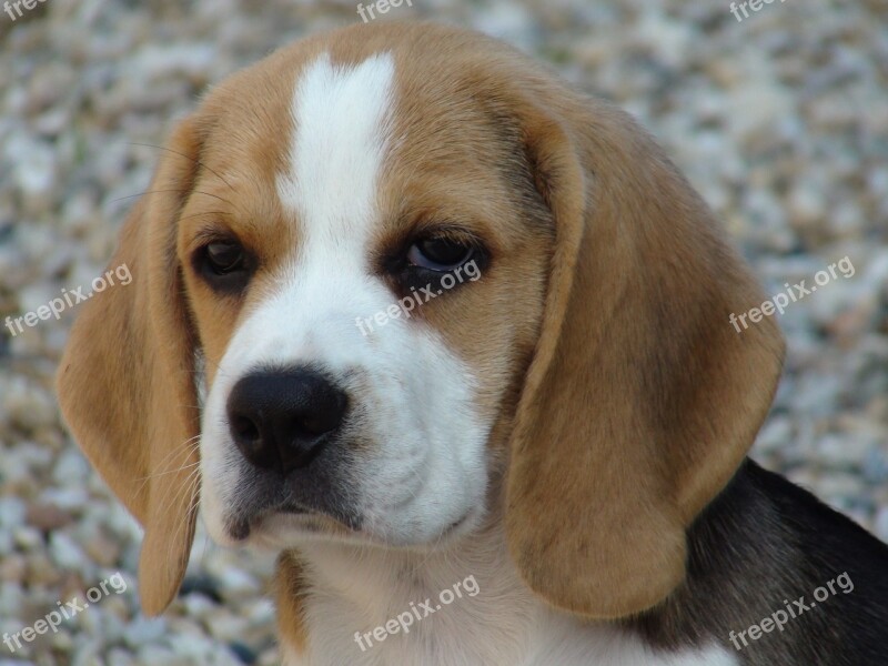 Beagle Dog Domestic Animal Look Free Photos