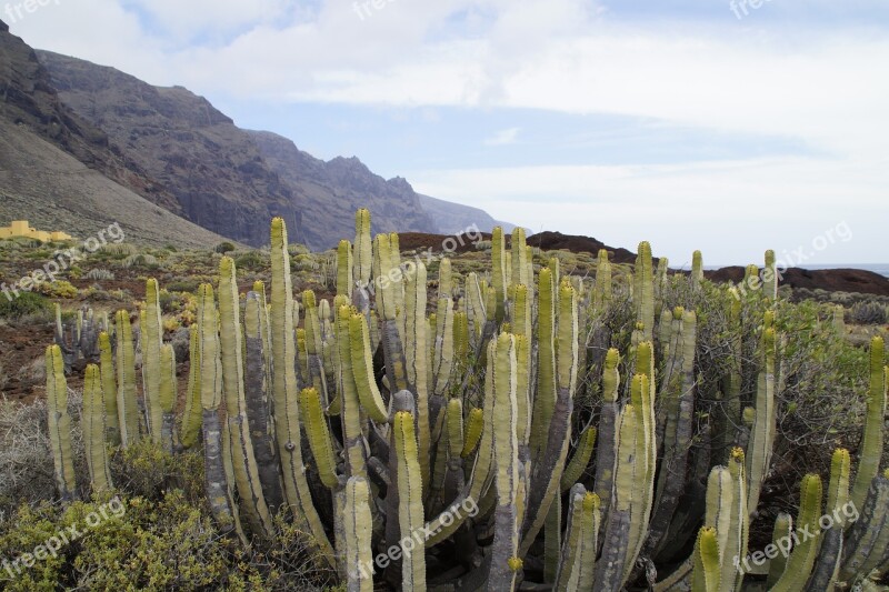 Cactus Succulents Spurge Tenerife Landscape