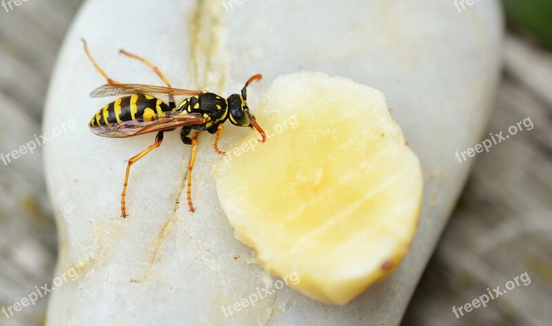 Wasp Insect Animal Sting Garden