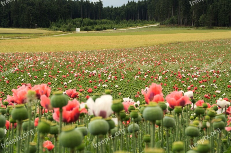 Poppy Nature Red Poppy Poppy Flower Field