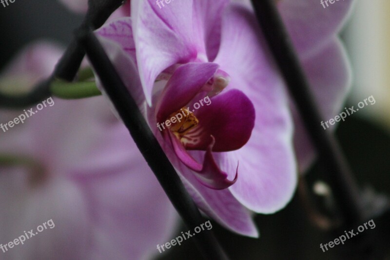 Flower Orchid Plant Pink Purple