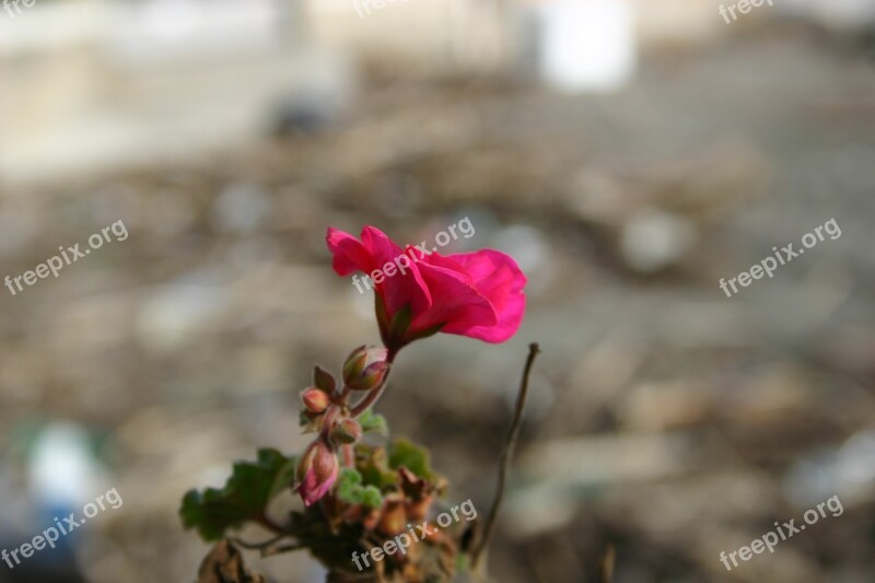 Fiori Spiaggia Mare Free Photos