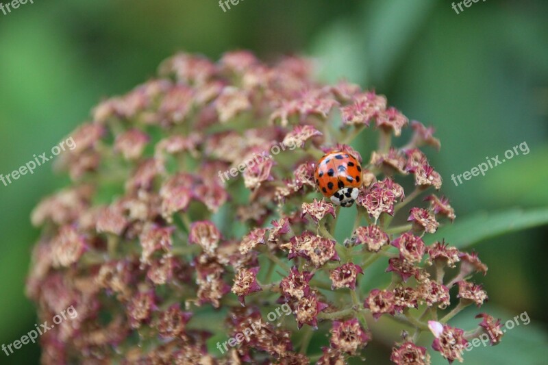 Ladybug Points Lucky Charm Free Photos