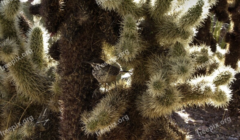 Cactus Wren Bird Yucca Plant Desert