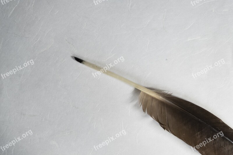 Bird Feather Feather Paper Parchment Handmade Paper