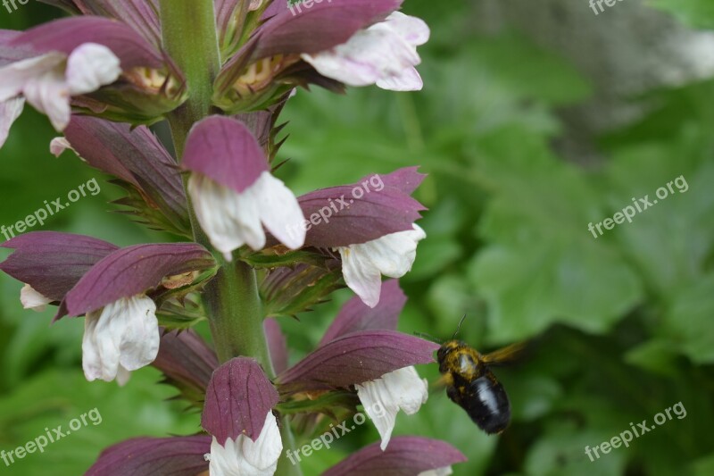 Acanthus Flower Plant Bee Free Photos