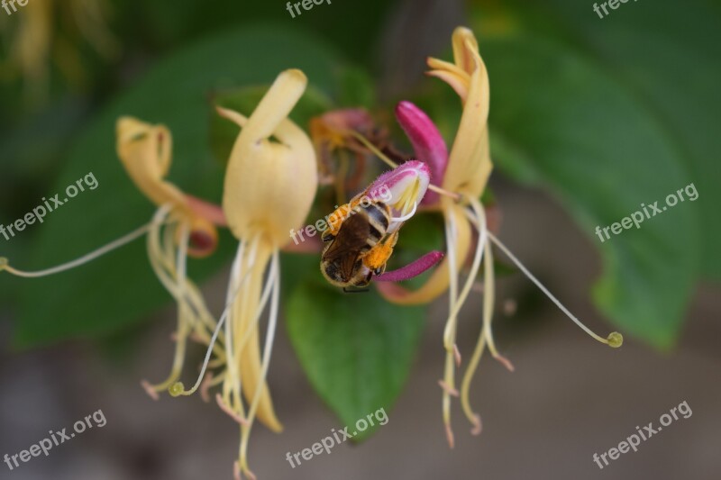 Honeysuckle Bee Plant Insects Free Photos