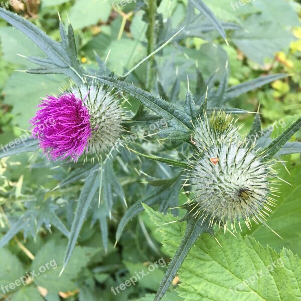 Thistle Garden Prickly Flower Plant