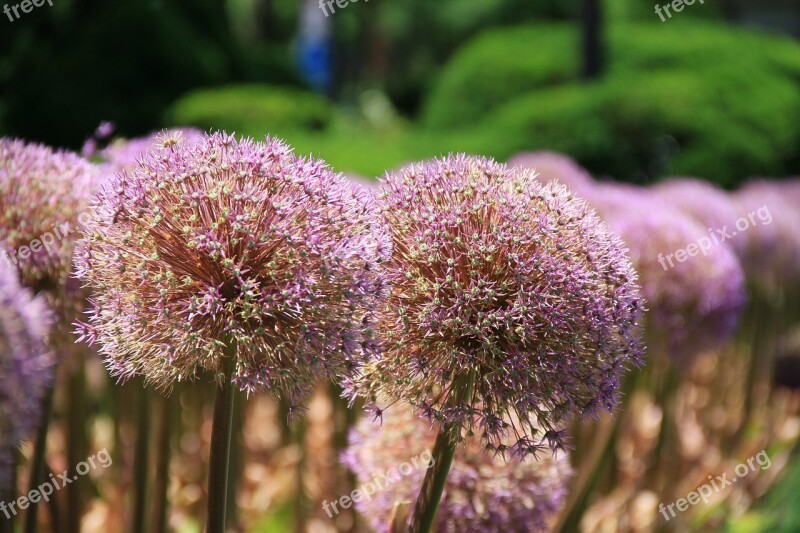 Giant Allium Plant Flower Allium Giant