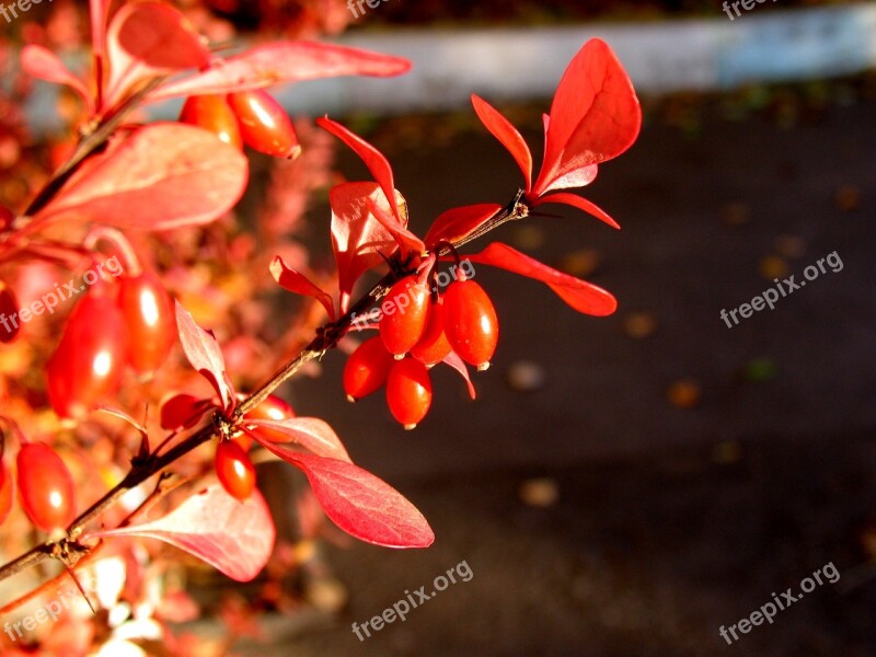 Barberry Autumn Berry Free Photos