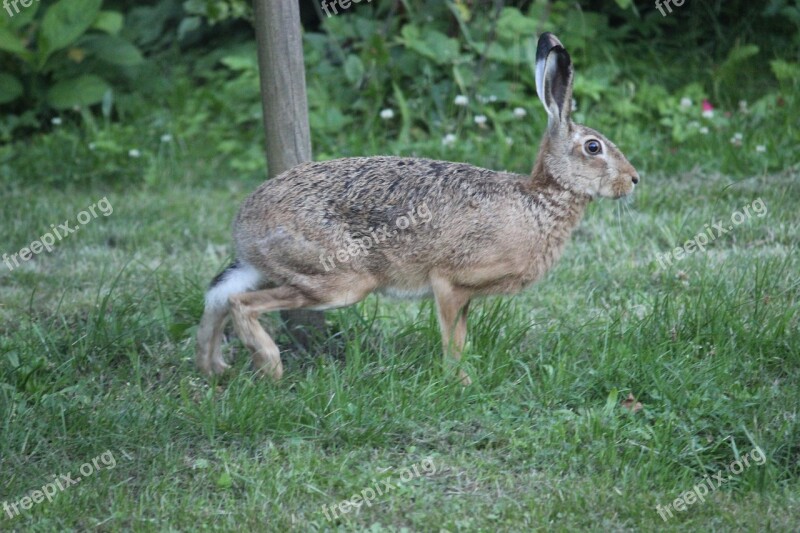 Hare Nature Recording Wild Hare Long Eared Wild Animal