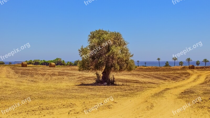 Tree Field Agriculture Landscape Mediterranean