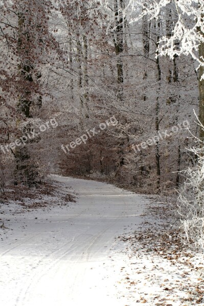 Winter Wintry A Snowy Path Snow Snowy