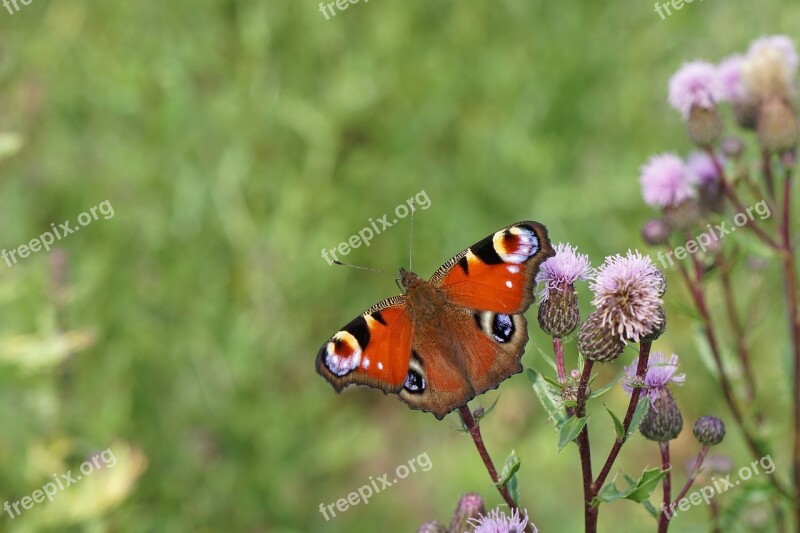 Peacock Butterfly Butterfly Insect Close Up Flowers