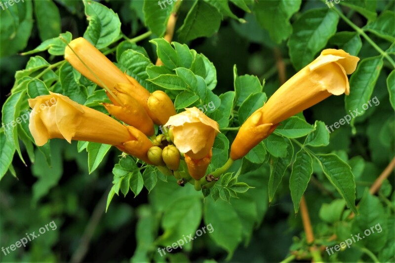 Flowers Wild Yellow Buds Trumpet Vine