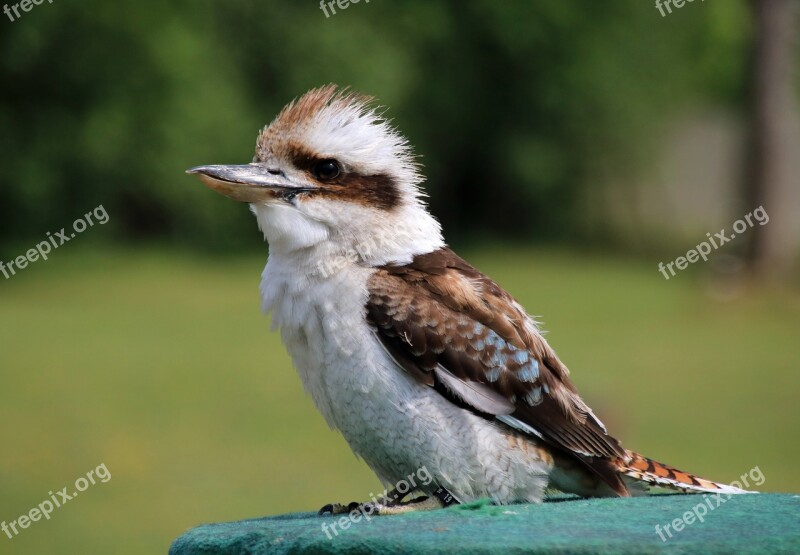 Bird Nature Exotic Bird Animal Feather