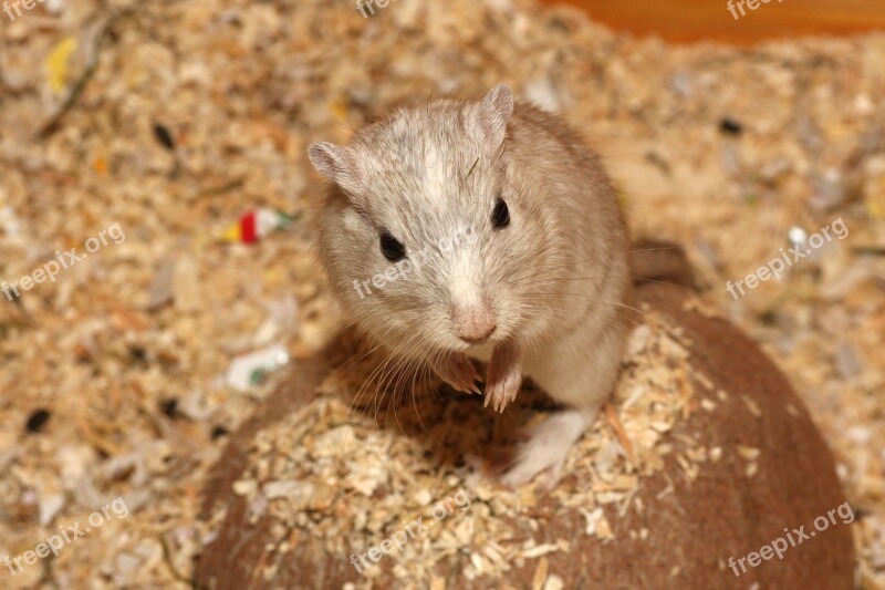 Hamster Mouse White Beige Pet