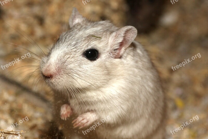 Hamster Mouse White Pet Sweet