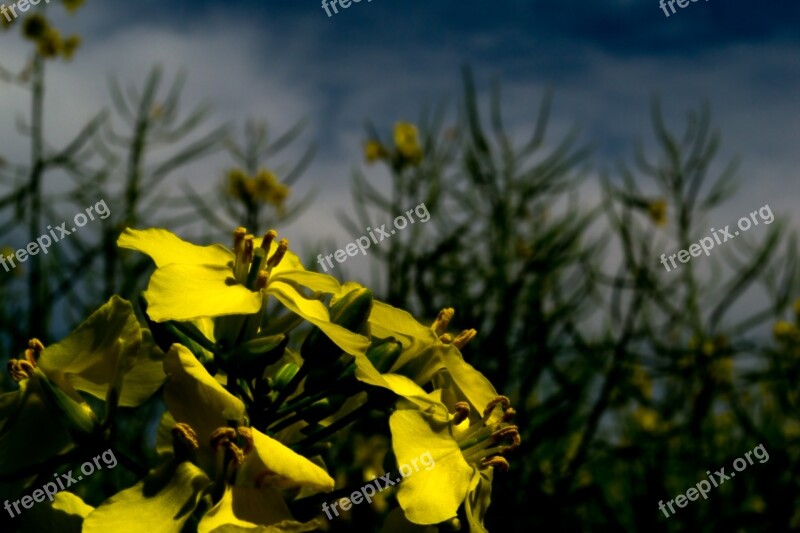 Oilseed Rape Blossom Bloom Yellow Nature