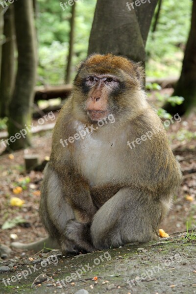 Monkey Forest Gibbon Nature äffchen