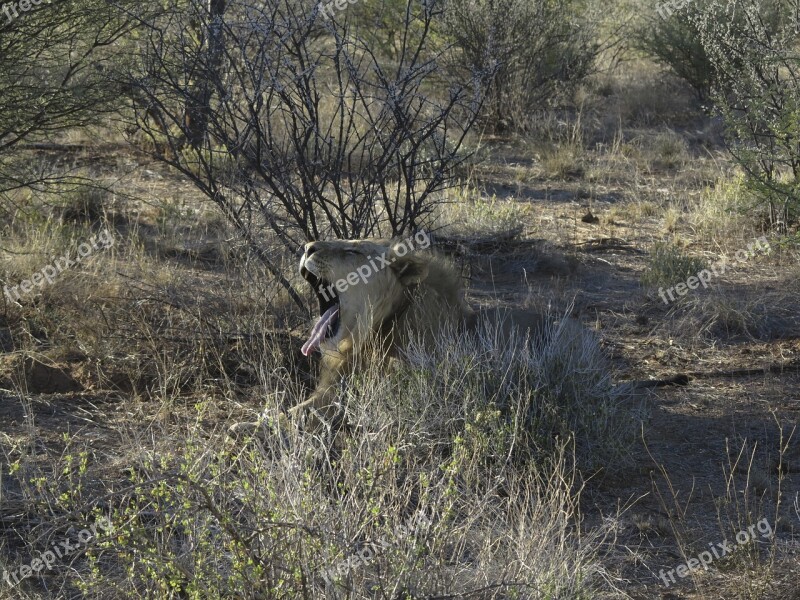 Lion Yawn Predator Big Cat Africa