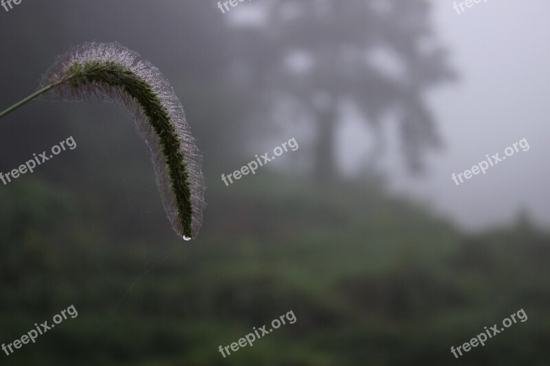 Plant The Dog's Tail Grass Water Drops Fog Early In The Morning