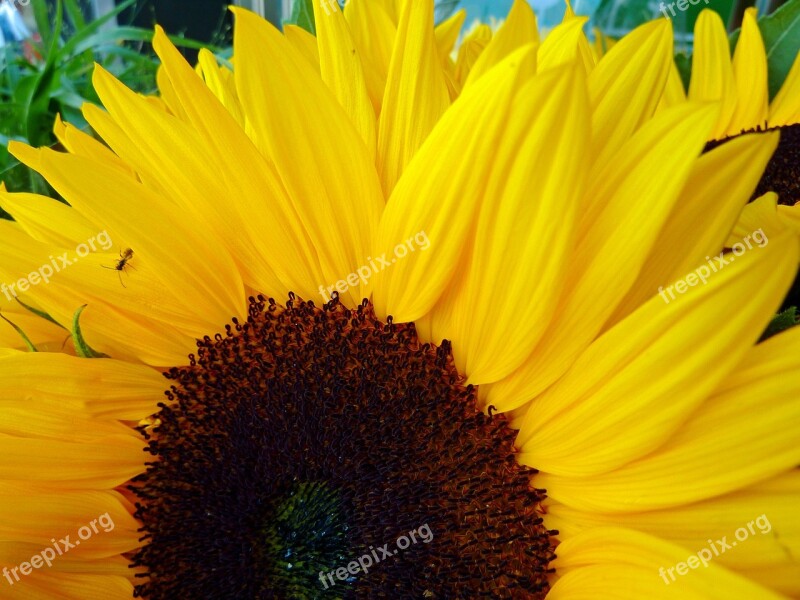 Sunflower Summer Yellow Blossom Bloom