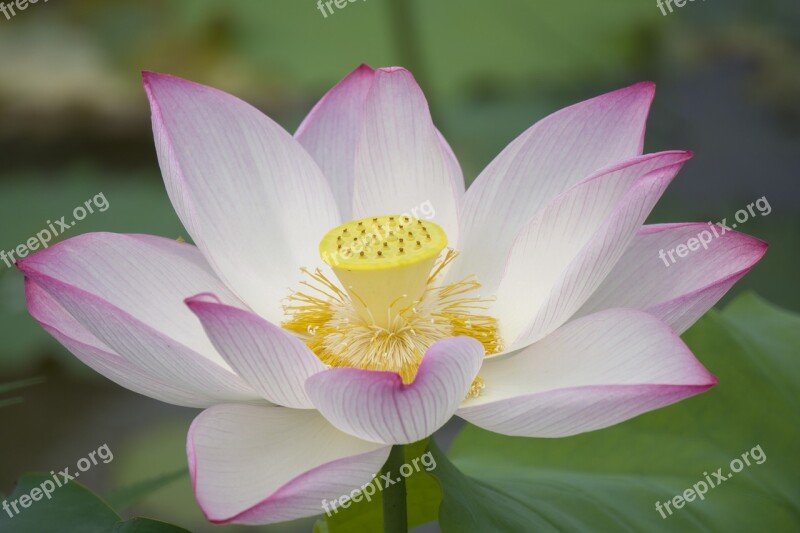 Lotus Plant In Full Bloom Free Photos