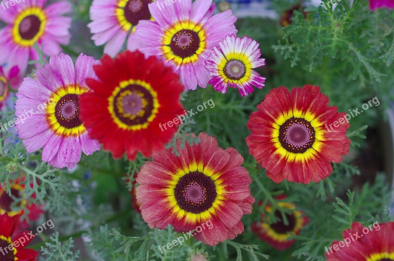 Flower Flowers And Plants Plant Red Flowers Colorful