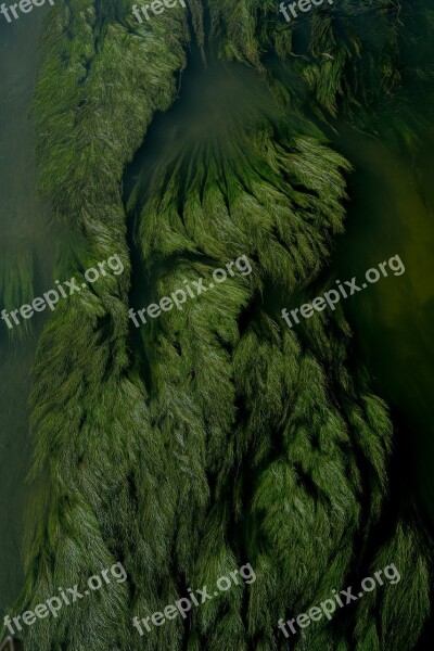 Plant Aquatic Plants River Rafting Canal