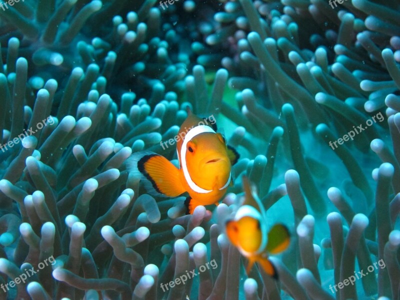 Clownfish Diving Anemone Free Photos