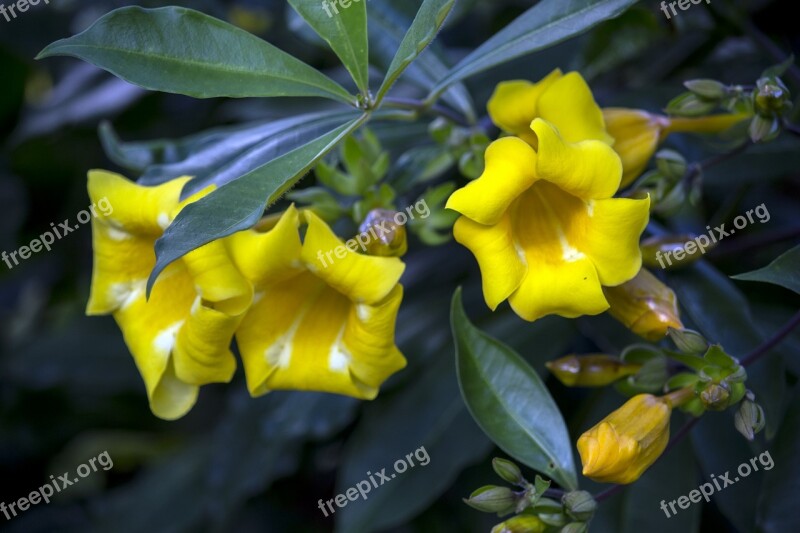 Alamanda Yellow Yellow Flower Gardening Garden Plant