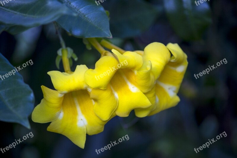 Flower Garden Nature Spring Flowers Yellow