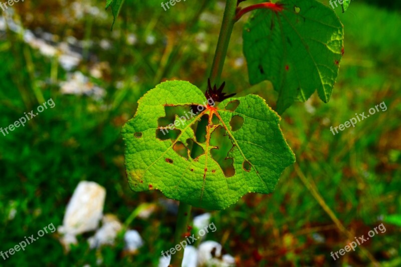 Leaf Green Nature Green Leaves Green Leaf